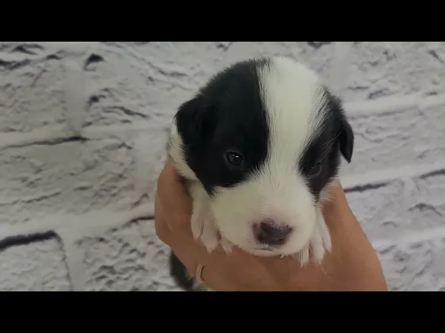 動画