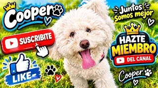 #cooper  está en vivo te suscribes ? #cooper #puppy #dog #live #lives
