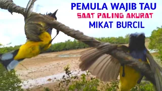 Download CARA MIKAT BURUNG KECIL | WAKTU PALING AKURAT MIKAT BURUNG KECIL MP3