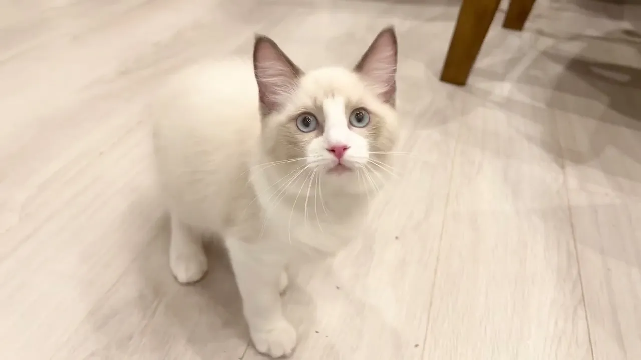 動画