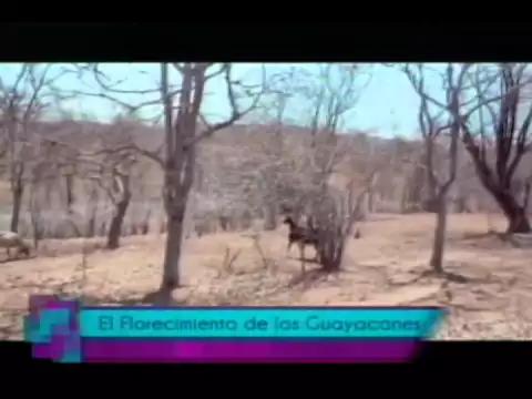 El florecimiento de los Guayacanes