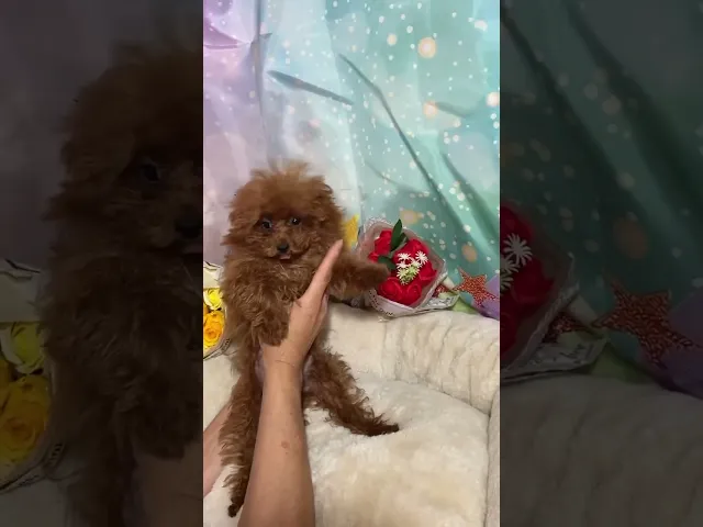 動画