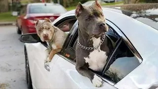 Any problems, dude Funny videos with Pitbull dogs 🐶