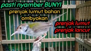 Download Pancingan cepat Bunyi Prenjak lumut Bahan Ombyokan MP3