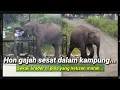 Download Lagu Halau Gajah Bunyikan Hon‼️Sekali Orang Yang Hon Gajah Pula Dimarah Netizen..