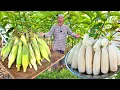 Lagu JAGUNG SUSU KUKUS ‼️Terbaik dari Ladang