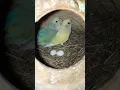 Download Lagu love birds breed #love