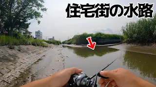 住宅街の水路に遠い海から泳いできた◯◯が簡単に釣れる！？