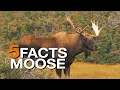 5 FACTS on Moose True Facts
