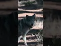 Download Lagu Gray Wolves Collared in California! #wolf #nature #wildlife #california #animals
