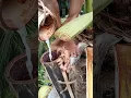 Download Lagu Coconut wine making #6 #coconuttoddy #nativewine #coconutwine