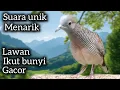 Download Lagu PERKUTUT LOKAL SUARA UNIK MENARIK LAWAN IKUT BUNYI. GACOR. 