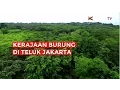 Download Lagu Kerajaan Burung di Teluk Jakarta