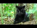 Panther Transformation