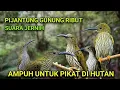 SUARA PIKAT PIJANTUNG GUNUNG SUPER AMPUH SUARA JERNIH