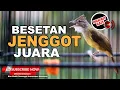 Download Lagu Cucak Jenggot Mewah Besetan Tajam Dan Speed Rapat Sangat Ampuh Untuk Masteran Segala Burung