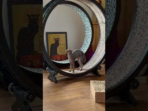 What It’s REALLY Like Waking Up With 3 Sphynx Cats 😹