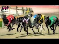 Greyhound racing - Track race 550 yard