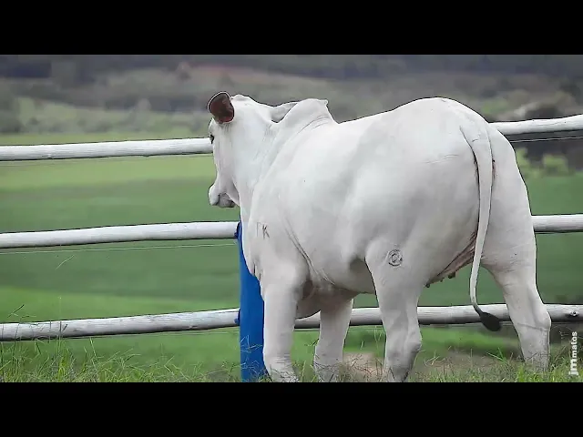 Novilha Nelore SGN - 2729