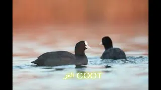 صوت الغر لصيد والمبيت 2022 