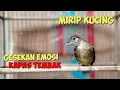 Download Lagu KApas TEMBAK GACOR ✅Isian mirip Kucing
