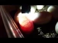 BALL PYTHON EGG CANDLING WITH A FLASHLIGHT TO SEE INSIDE