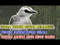 Download Lagu Pancingan suara Trucukan Betina memanggil jantan, Cocok buat Terapi trucuk males bunyi dan bakalan