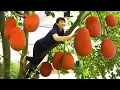 Download Lagu How To Harvest RED Jackfruit, goes to the market to sell - Harvesting and Cooking|Tieu Vy Daily Life
