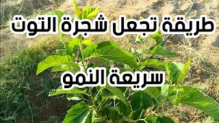 نصائح للحصول على شجرة توت كبيرة في أسرع وقت      العناية بشجرة التوت  دندنها