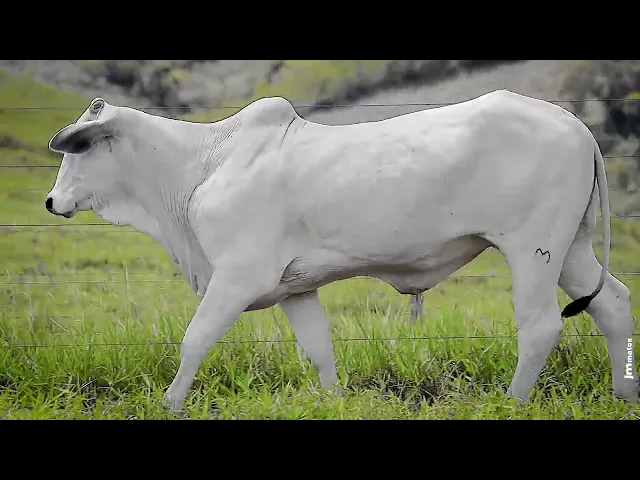 Novilha Nelore RDM - B1123