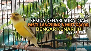 kenari gacor panjang cuit cuit emosi pancingan kenari paud belajar bunyi terapi ampuh kenari macet