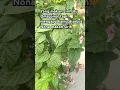 Download Lagu Tanaman hias Nona makan sirih (Clerodendrum thomsoniae) tanaman hias merambat #tanamanhiasbunga