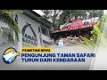 Lagu Viral! Pengunjung Keluar Mobil di Taman Safari - [Primetime News]