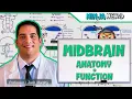 Neurology Midbrain Anatomy Function