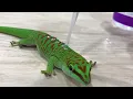 Download Lagu Gecko skin is hydrophobic