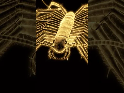 Fastest Bug Ever?! #shorts #bug