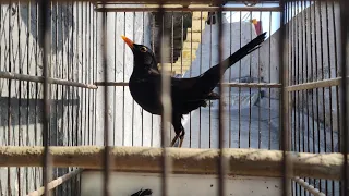 قبل ما تفكر تربي جحموم شاهد هذا فيديو دندنها