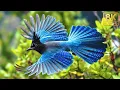 🕊️🌿 The Most Beautiful Birds of Indonesia | Stunning Nature | Stress Relief Sounds | 4K ASMR 🌈🎶