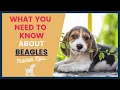 Puppy Breeds Pros and Cons of the Beagle