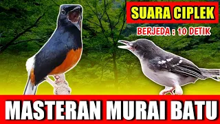 Download MASTERAN MURAI BATU - suara Ciblek Ngebren  jernih keras berjeda 10 detik untuk variasi playist MP3