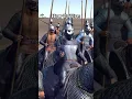 Download Lagu How To Use Shock Cavalry In Total War: Rome 2