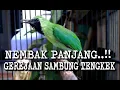 Download Lagu Cucak Ijo Isian Gereja Tarung dan Tengkek