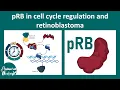 pRB and its role in regulating cell cycle pRB - tumor supressor gene Retinoblastoma USMLE