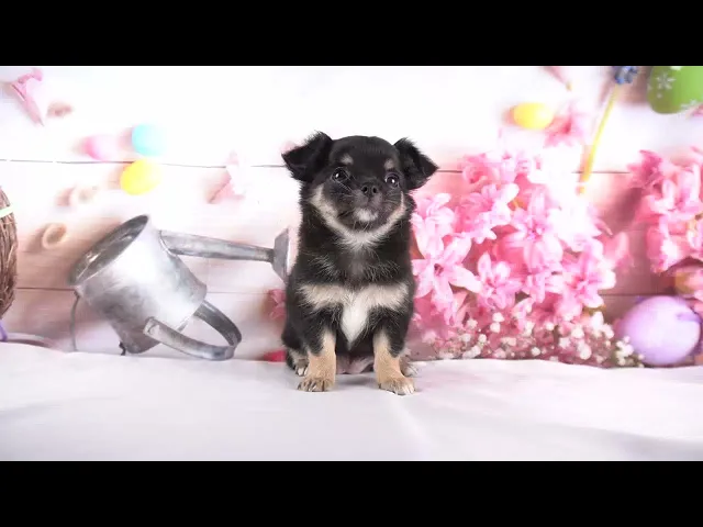 動画