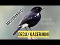 Download Lagu Masteran Decu gacor variasi || kacer mini || burung decu bunyi durasi panjang || decu@kicauplatad9859