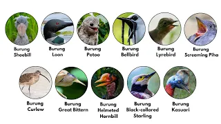 semua suara burung paling aneh dan menyeramkan dijelaskan dalam 9 menit 