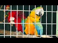 Chestatee Wildlife Preserve Zoo Family Adventure You ll Never Forget