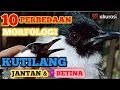 Download Lagu cara membedakan KUTILANG jantan \u0026 KUTILANG betina paling akurat♀️♂️