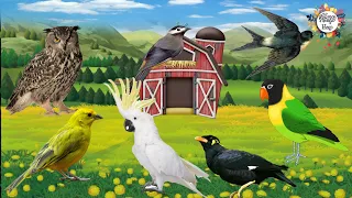 Download Belajar Mengenal Nama dan Suara Burung | Suara Binatang Animasi | Mengenal Suara Hewan MP3