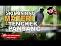 Download Lagu #1🔴Suara JERNIH Masteran Srigunting Abu Abu GACOR Full Isian Kasar \u0026 Ngekek Panjang